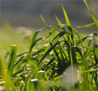 grün ist die wichtigste Ergänzung zu weiß-blau grün ist die wichtigste Ergänzung zu weiß-blau